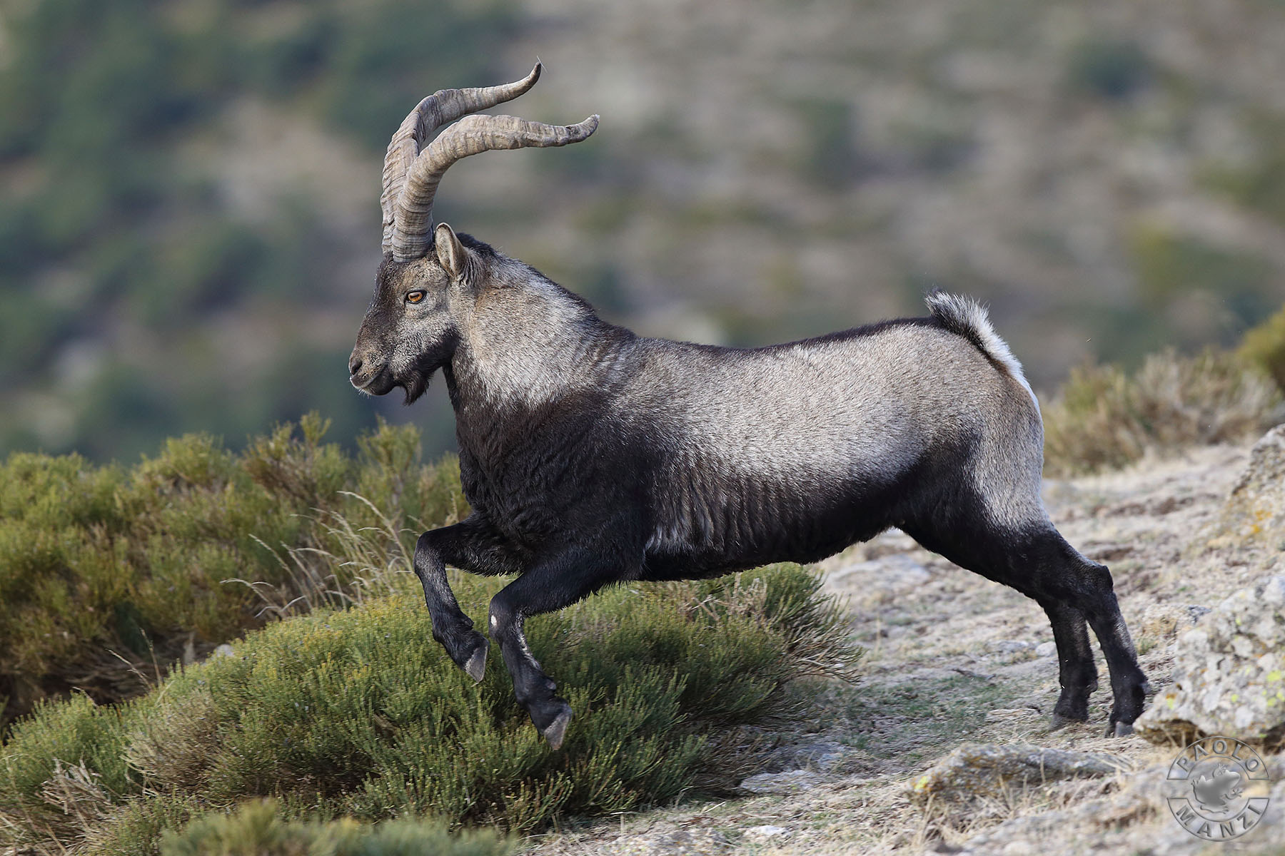 Iberian Ibex...