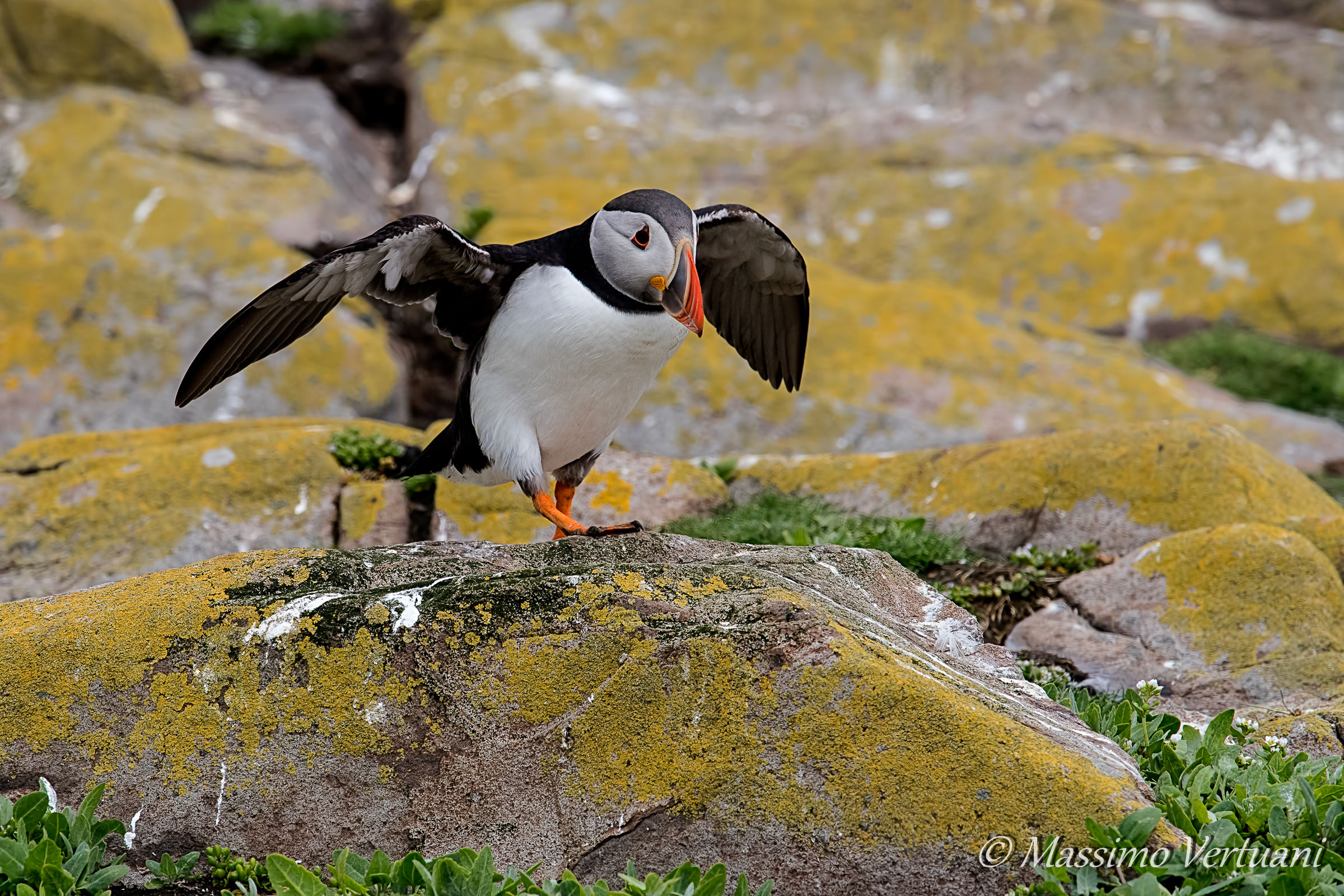 Puffin of the Sea ...