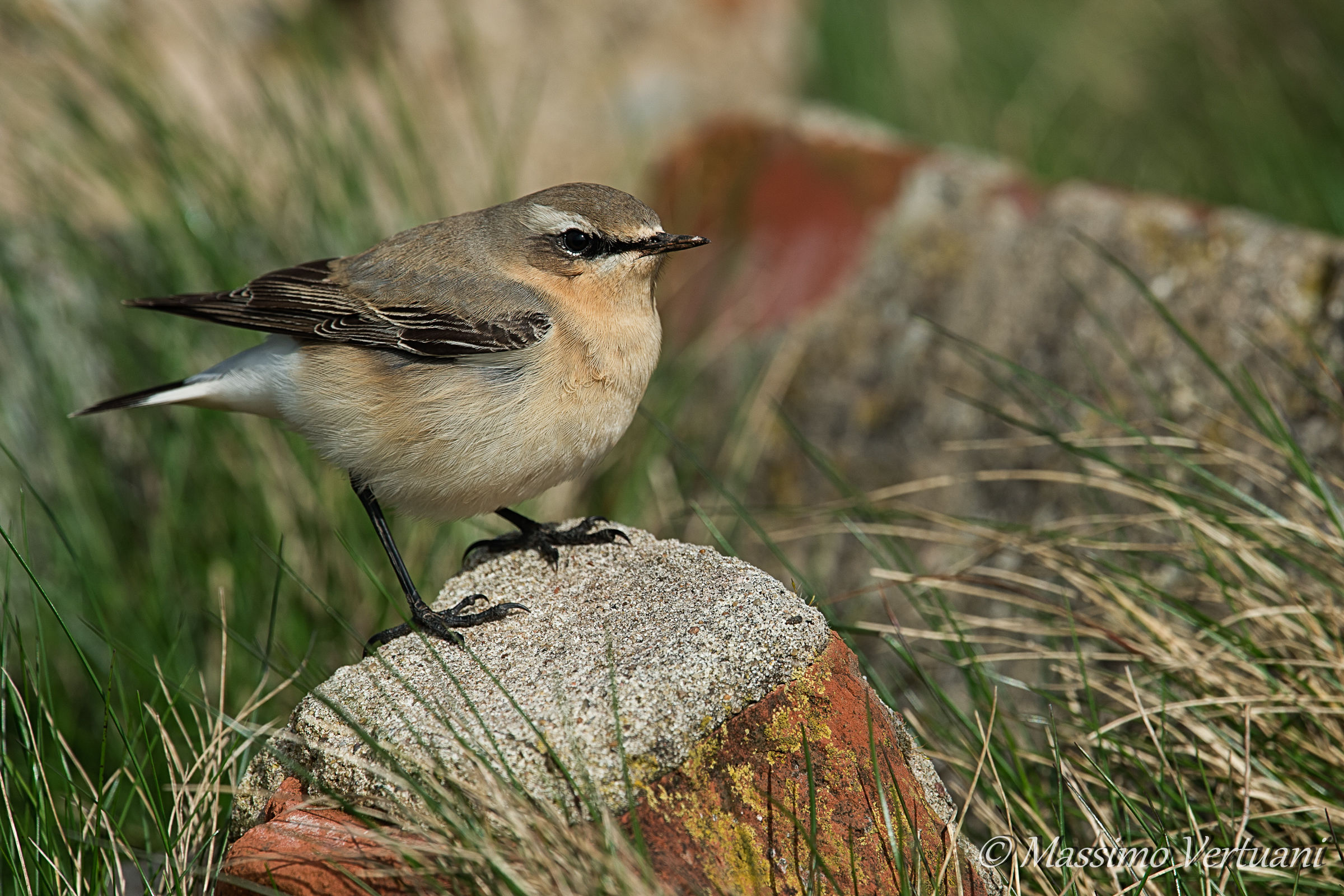 Wheatear...