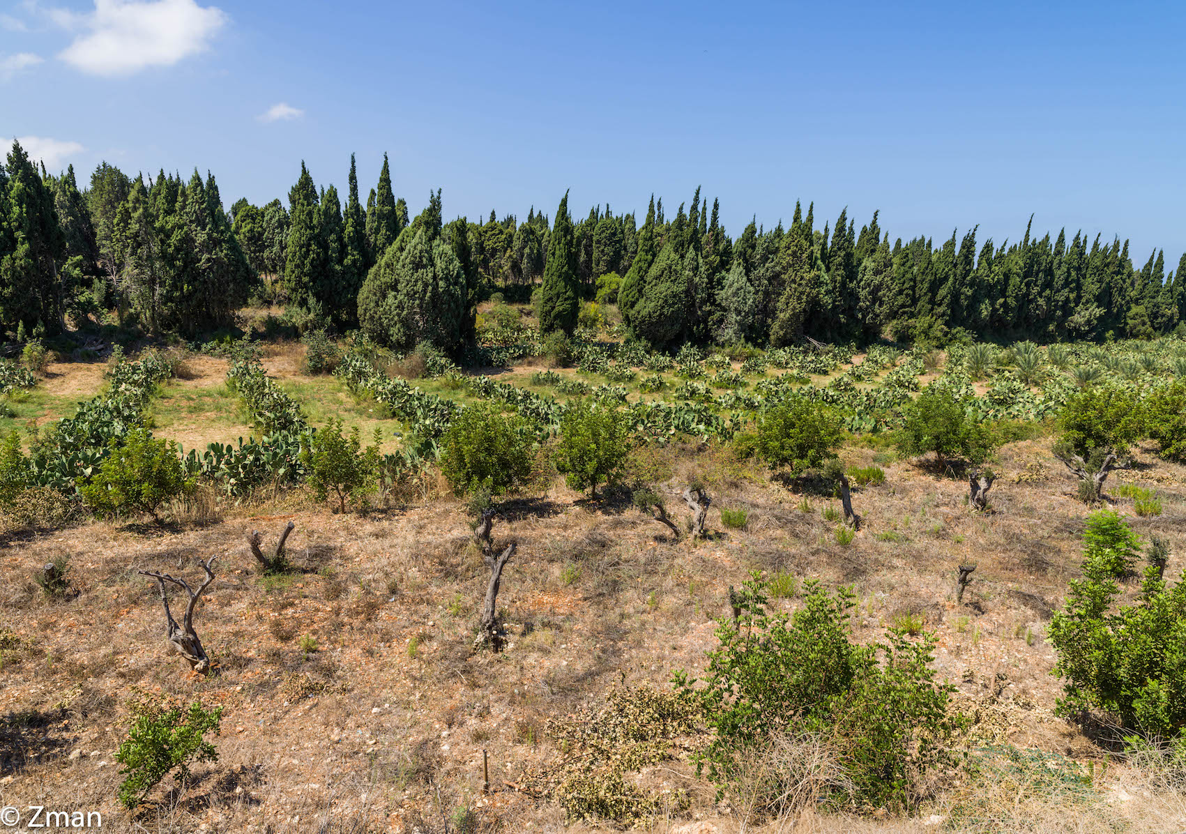 Deir sayedt al Nourieh estate...