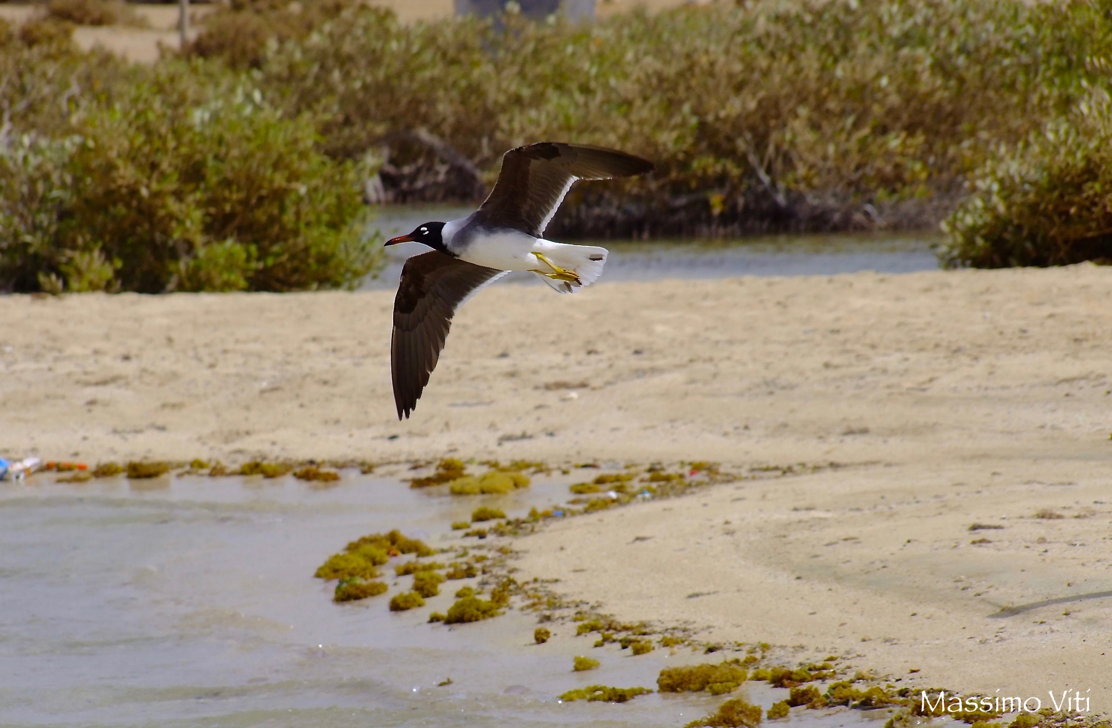 White-eyed Gull (Larus audouinii)...