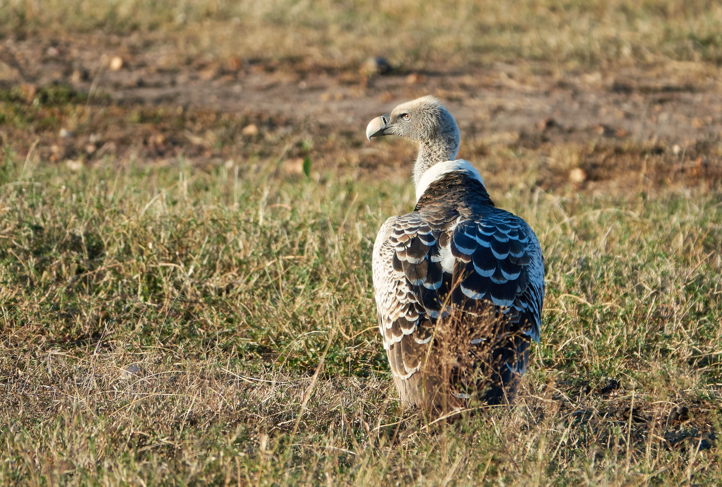 Avvoltoio (Gbps africanus) al Masai Mara...