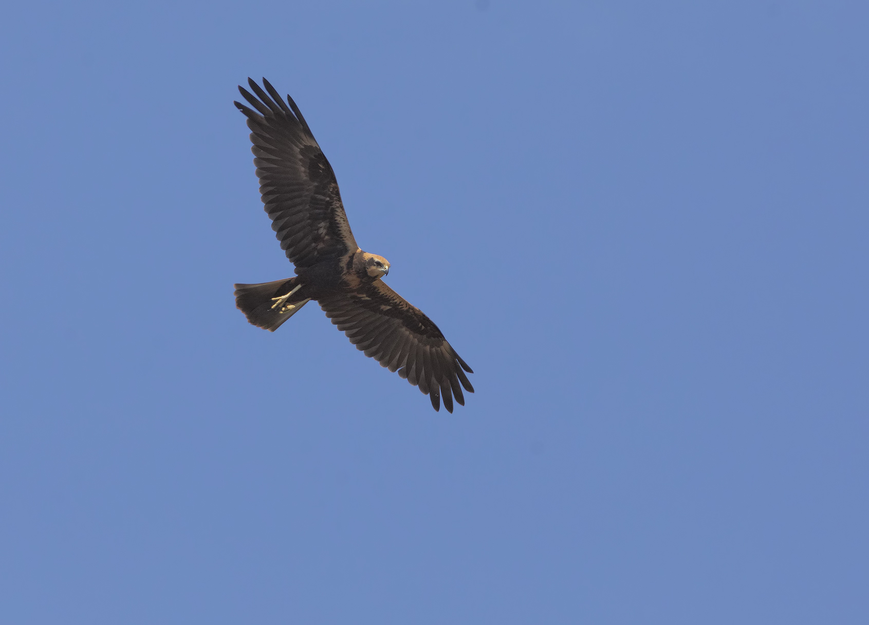 Marsh Hawk...