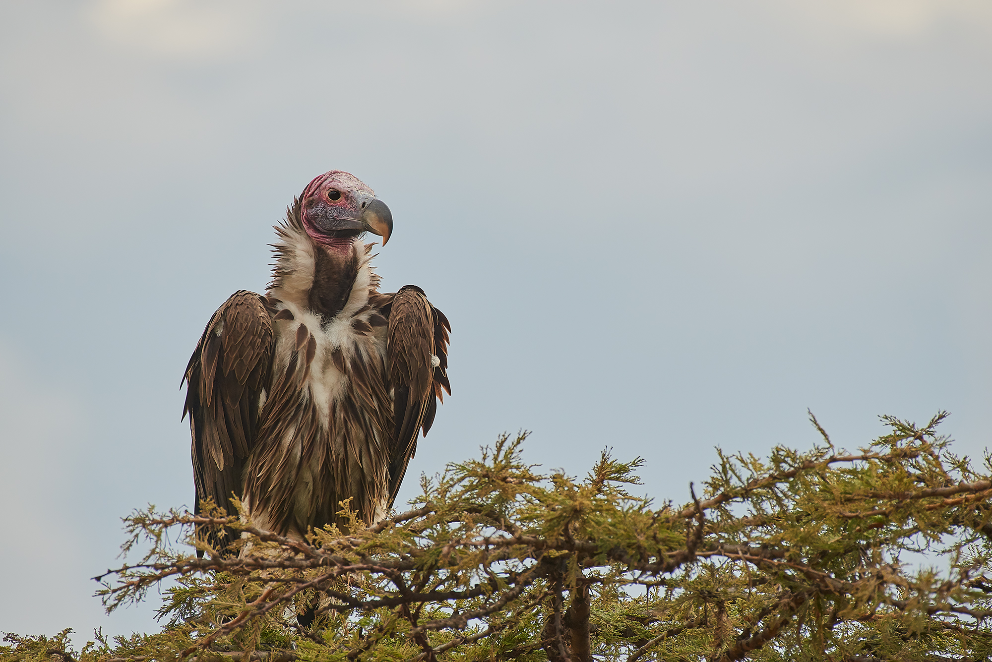 Eared Vulture (Torgos tracheliotos)...