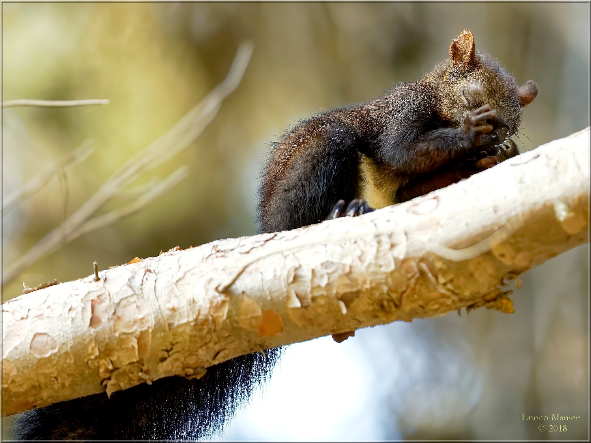 Sleepy Squirrel...