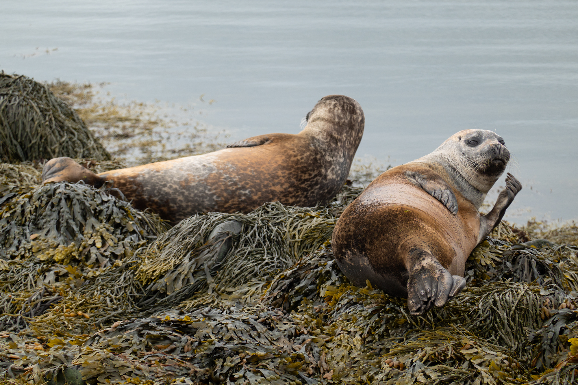 Seals in Ytri Tunga-Iceland...
