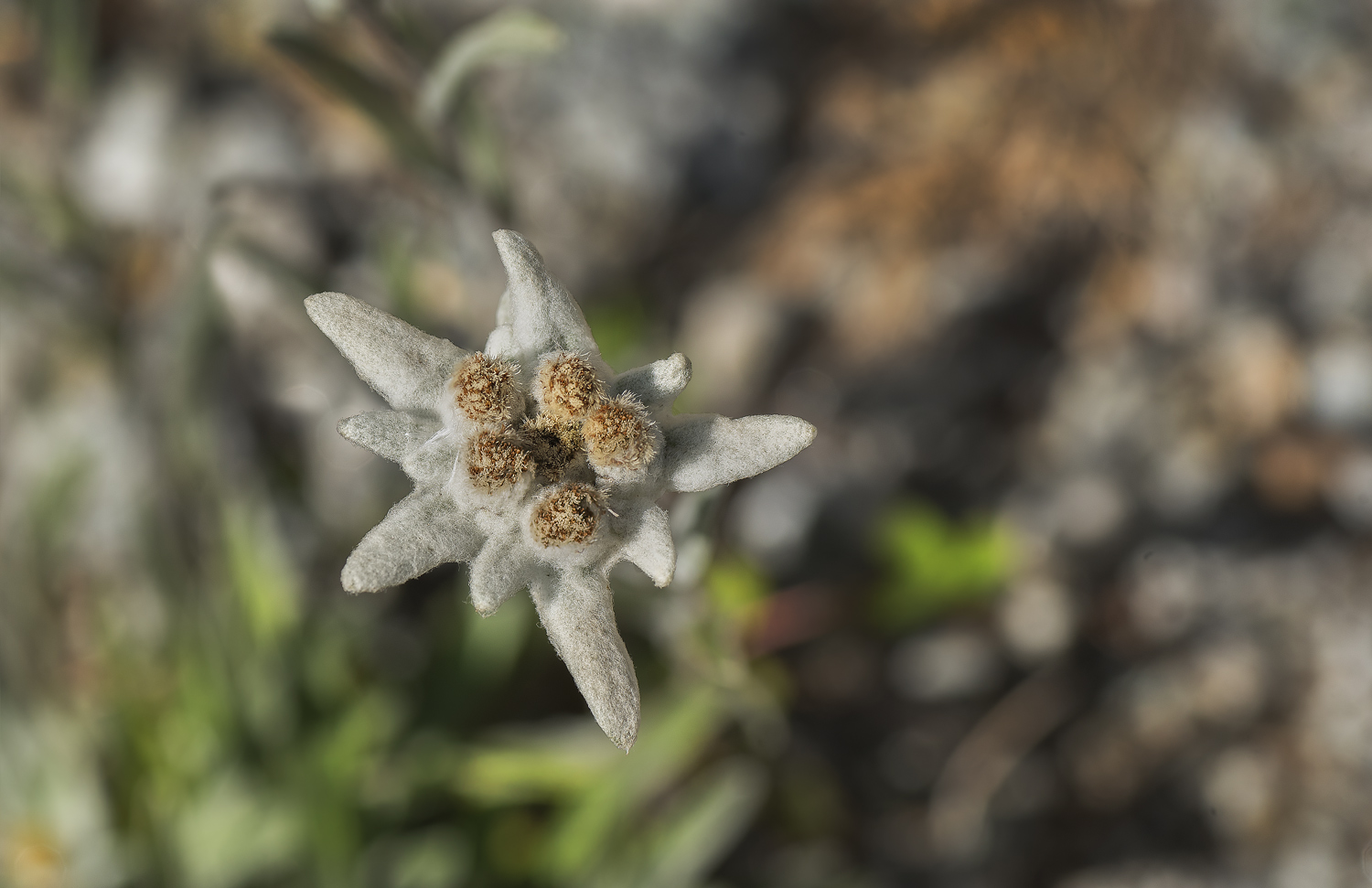 Edelweiss...