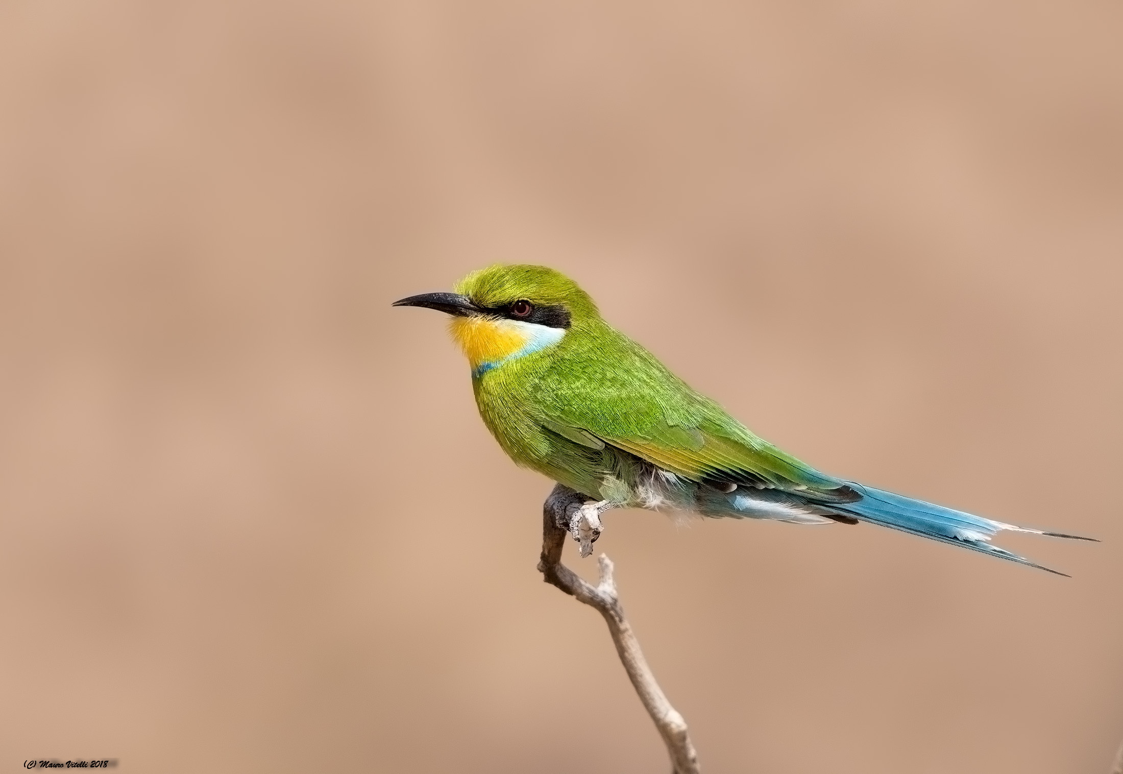 Swallow-Tailed-Bee-Eater (deserto del Kalahari)...