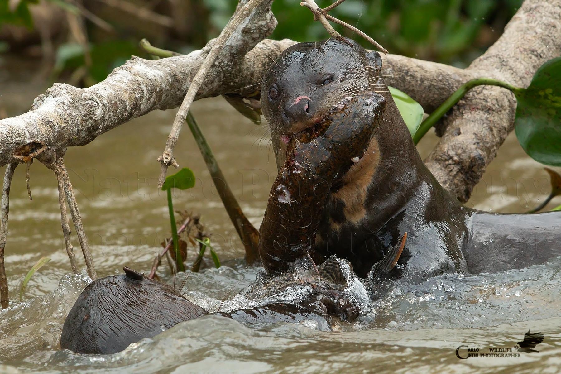 Lontra gigante con preda - Pantanal...