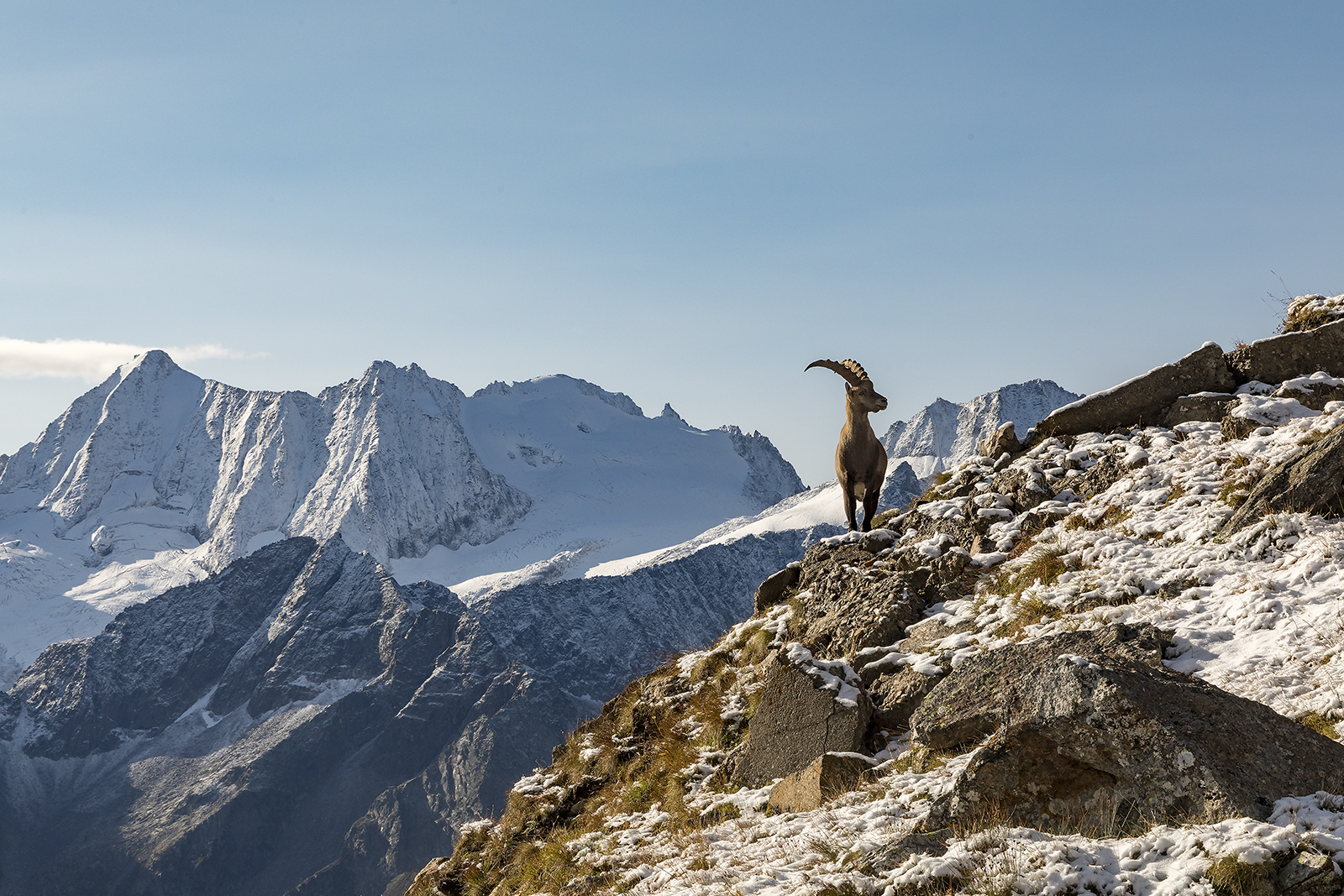 Ibex-Snow in August-...