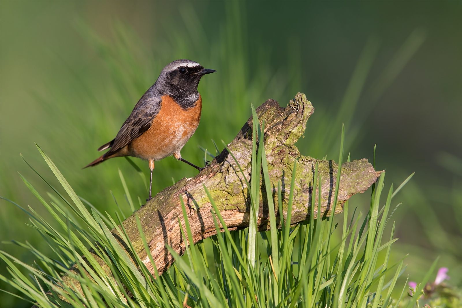Common redstart (Phoenicurus phoenicurus)...