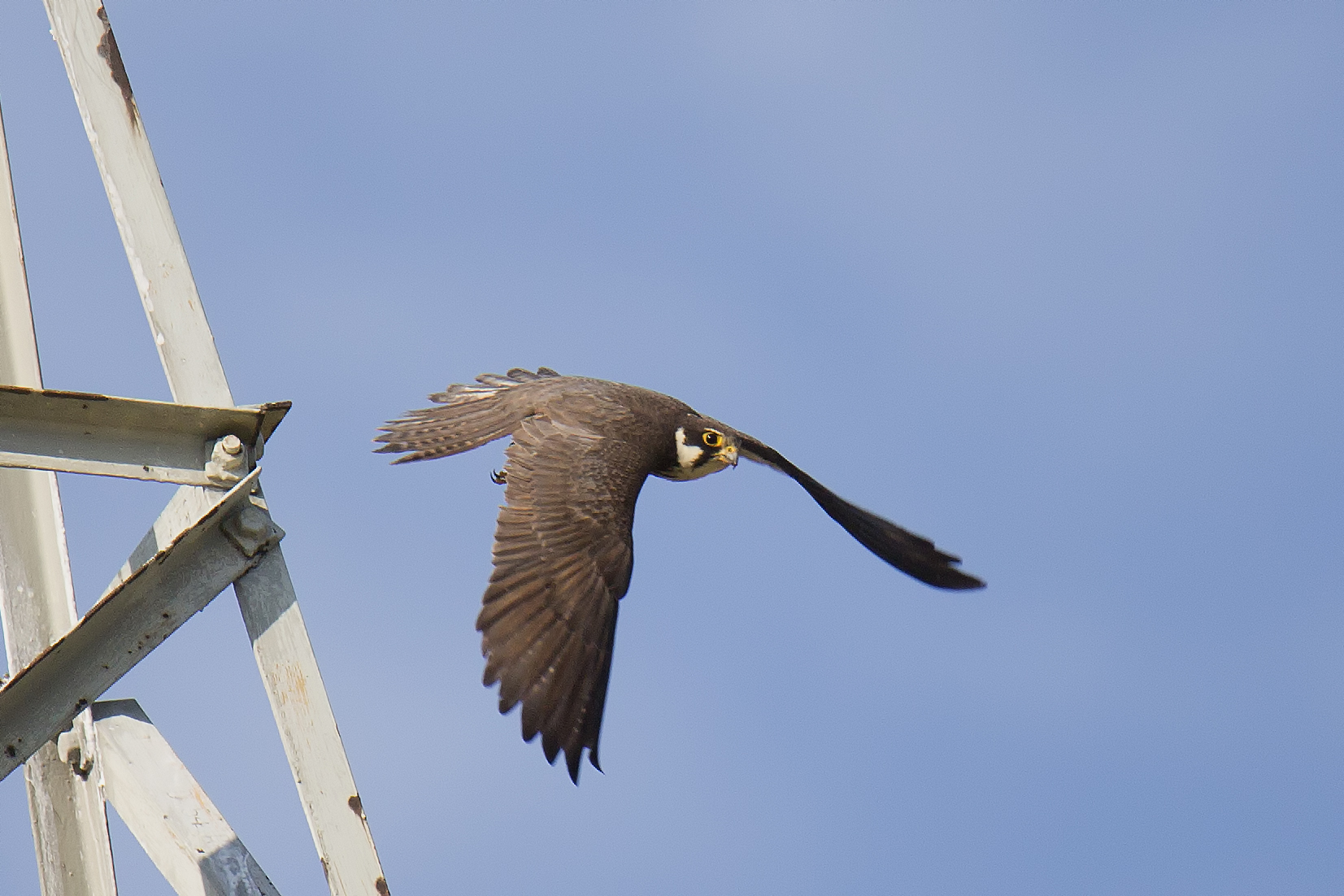 Hobby...