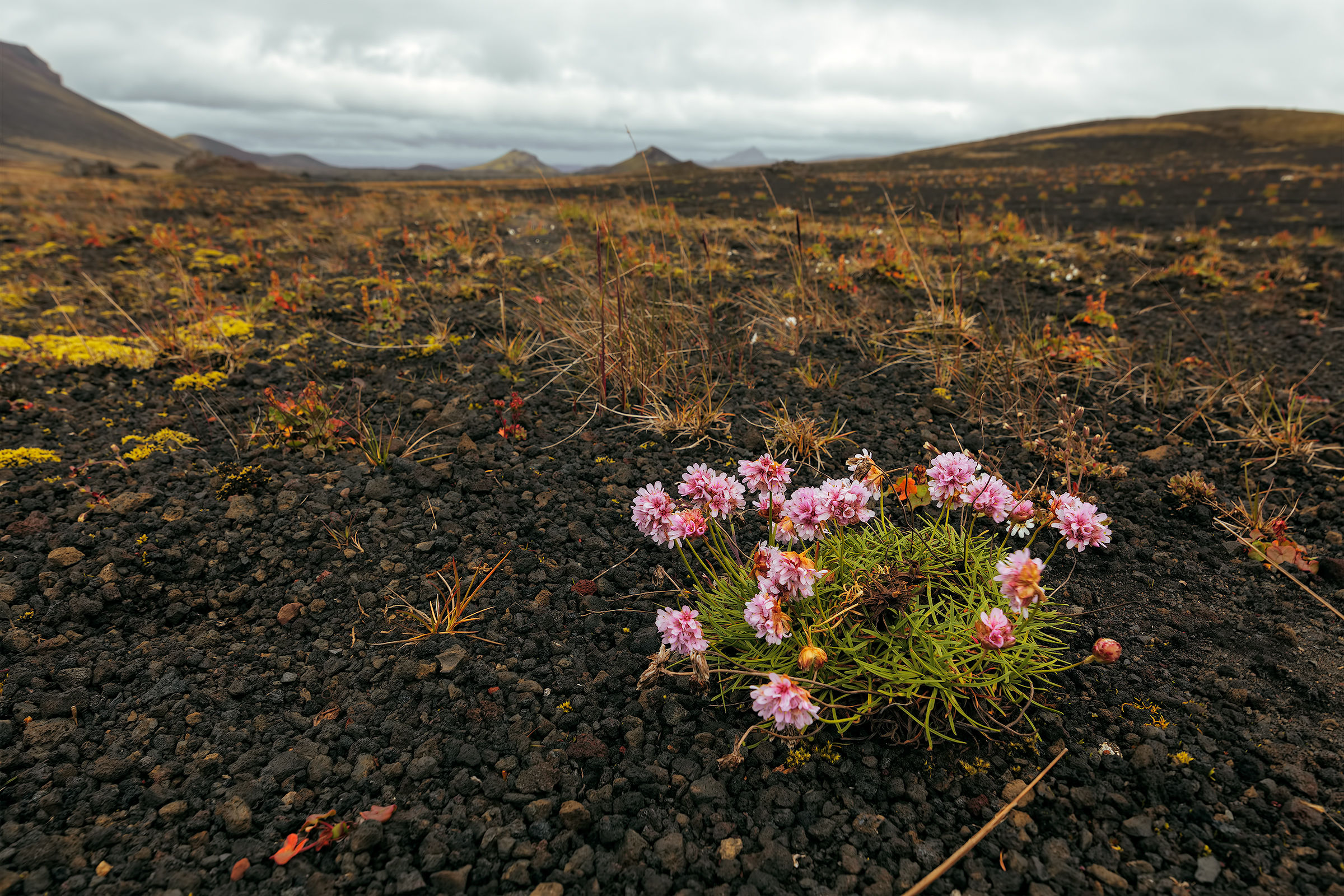 Icelandic flowers....