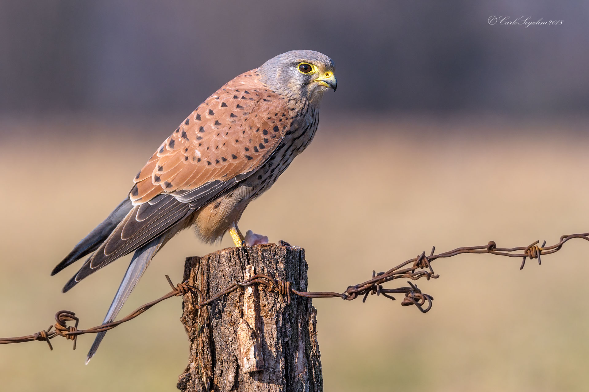 Gheppio maschio:Falco tinnunculus...