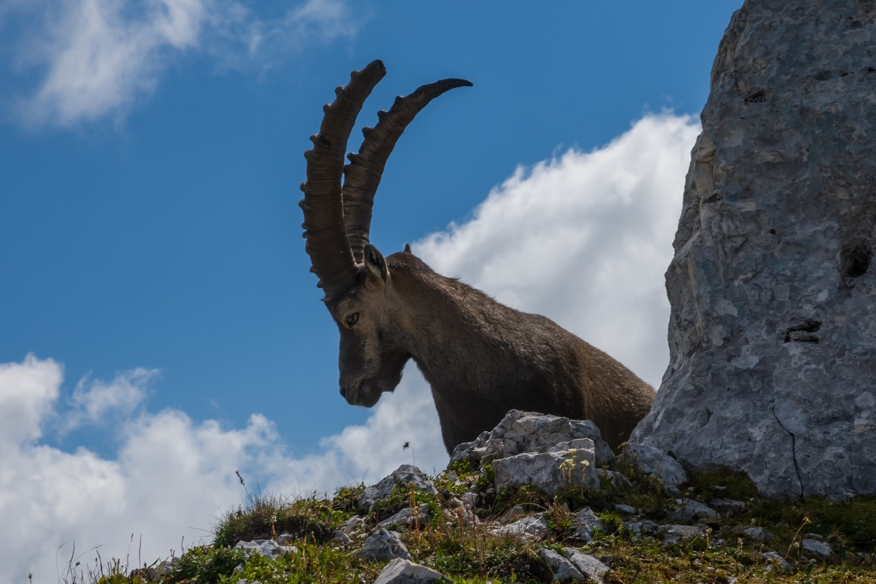 Ibex in Relax-Julian Alps...