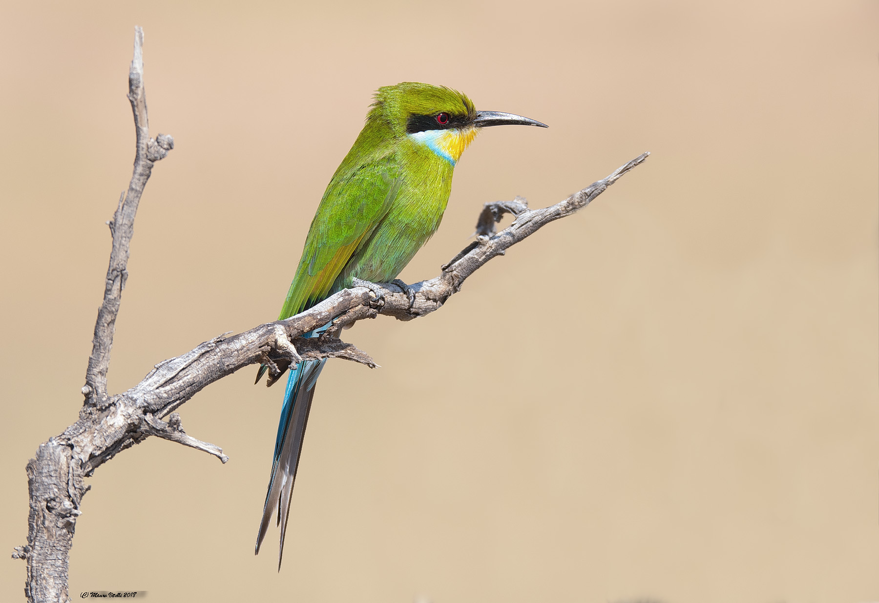 Swallow-Taild-Bee-Eater (Metrops hirundineus) Kalahari...