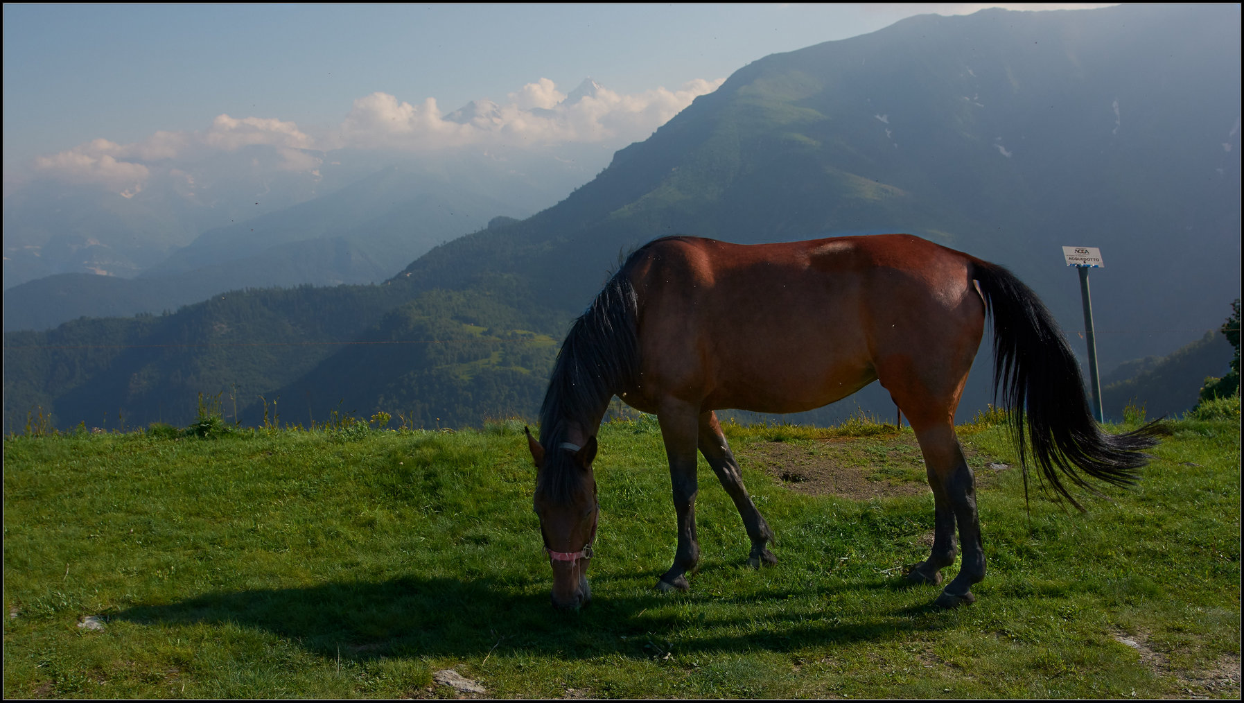 un cavallo inquota...