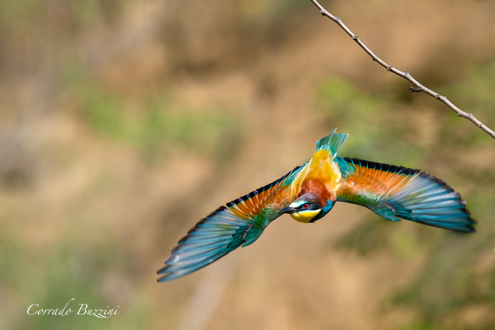 Bee-eater in flight...