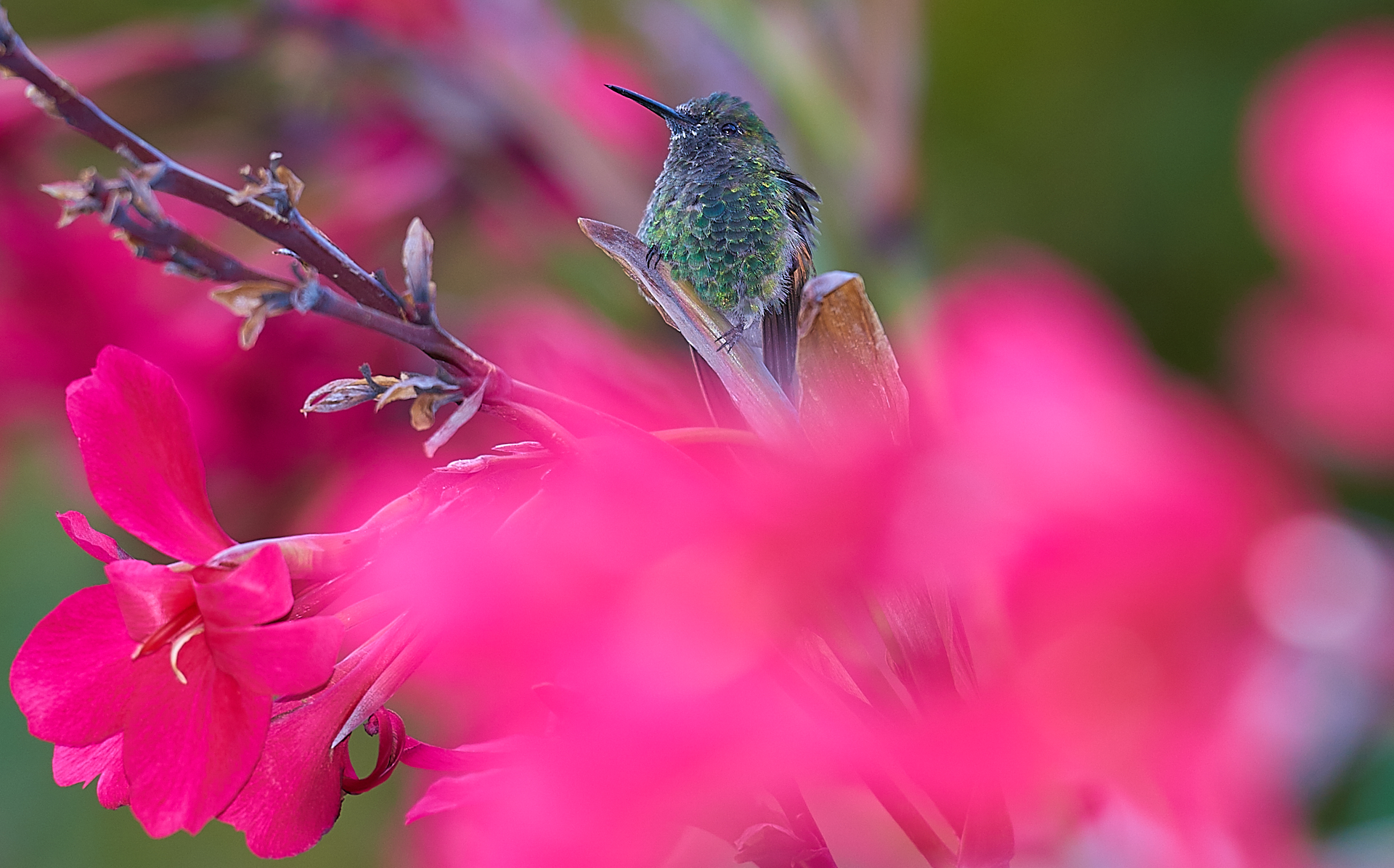 Hummingbird...