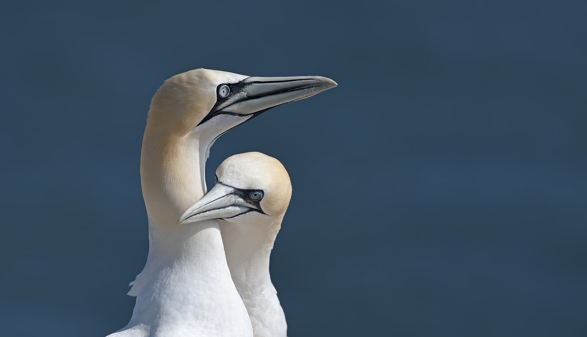 Gannet Love ......