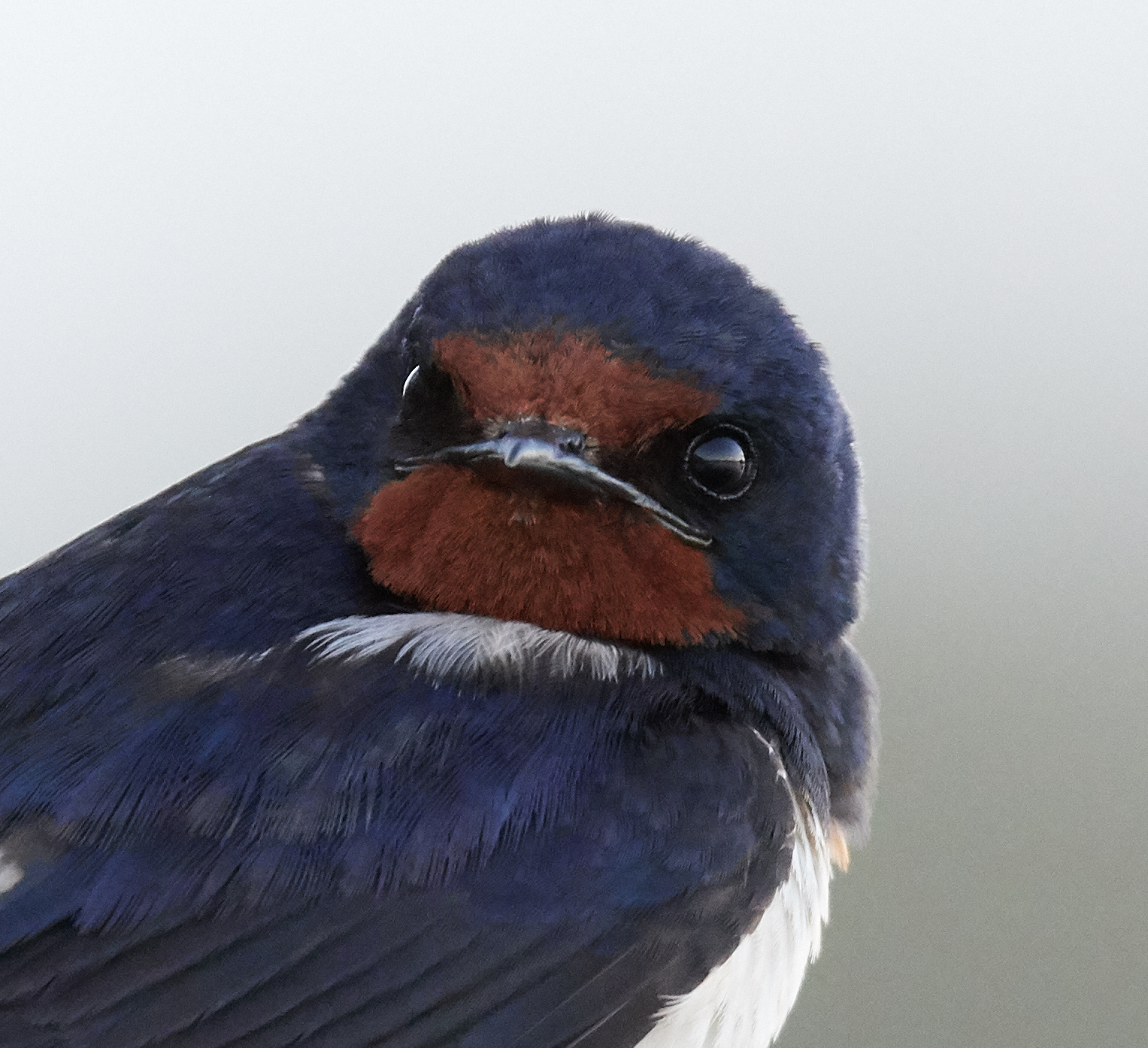 Barn Swallow (juvenile)...