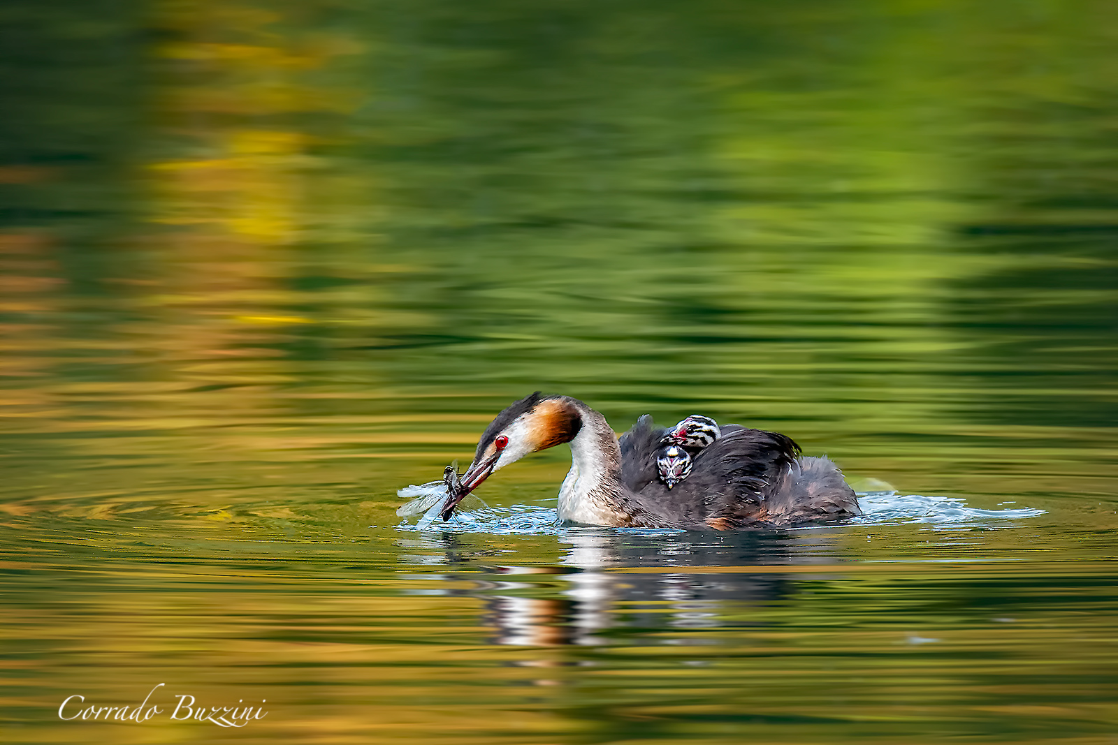 Grebe and Dragonfly...