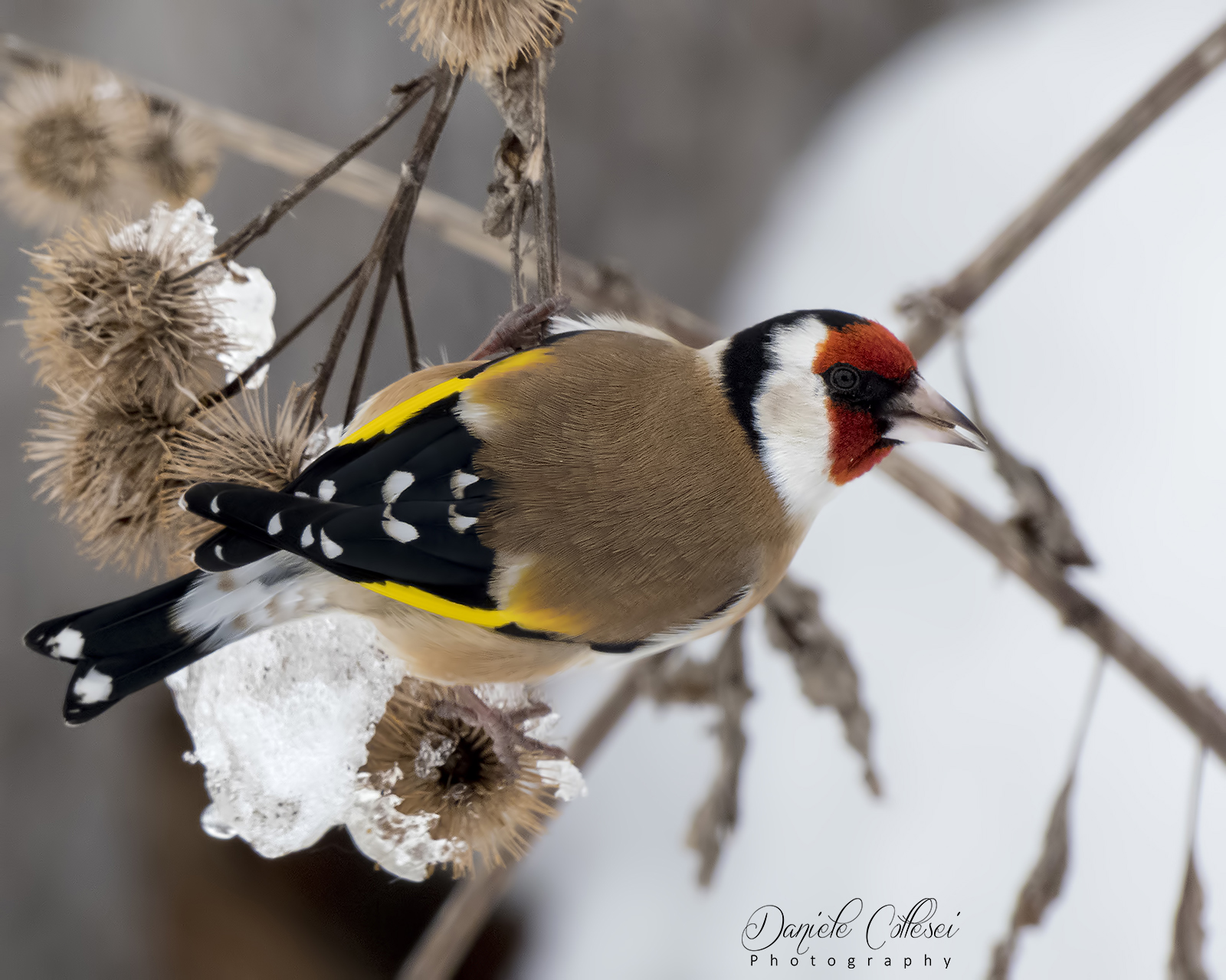 The Goldfinch...