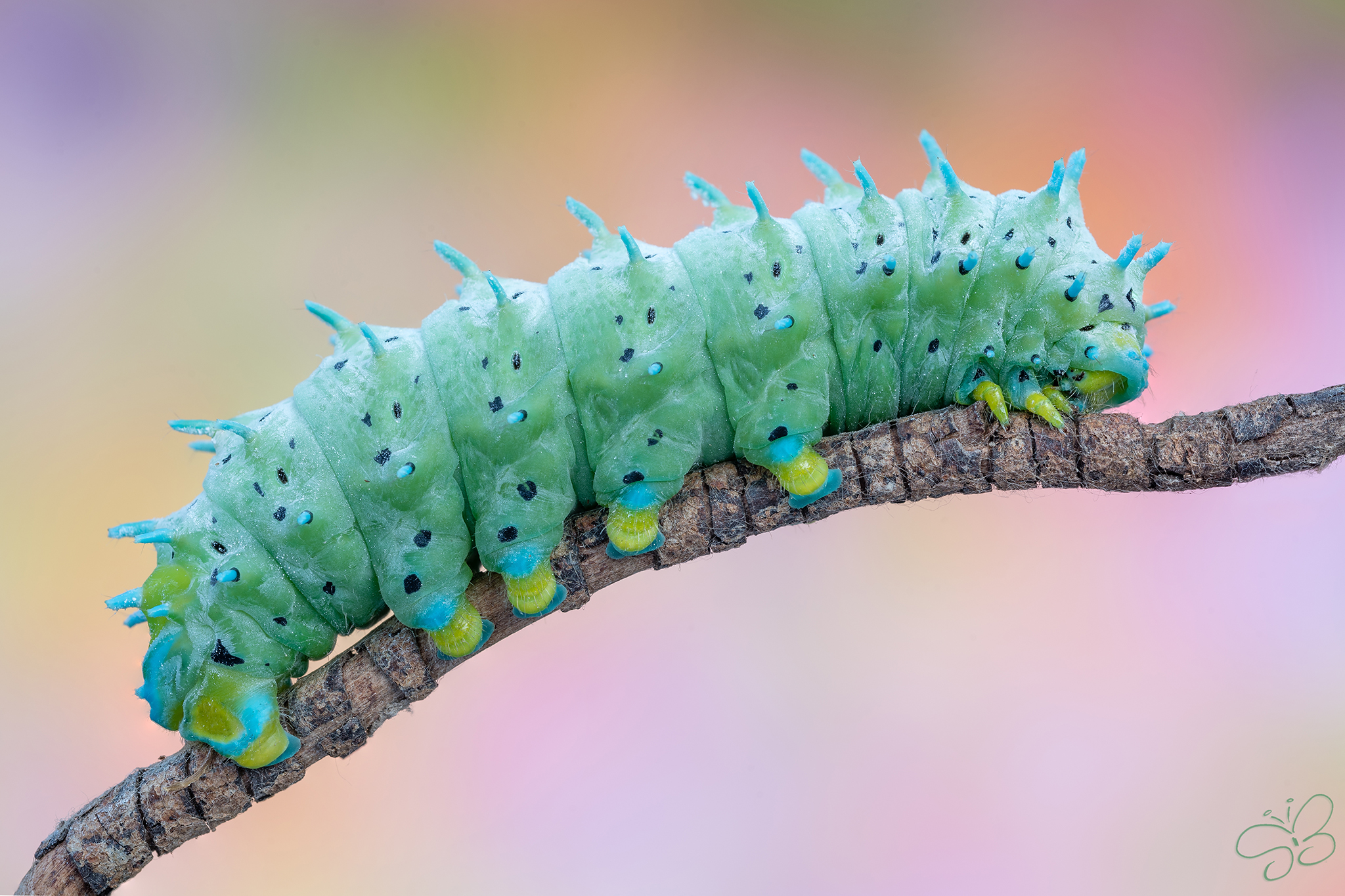 Samia Cynthia Caterpillar...