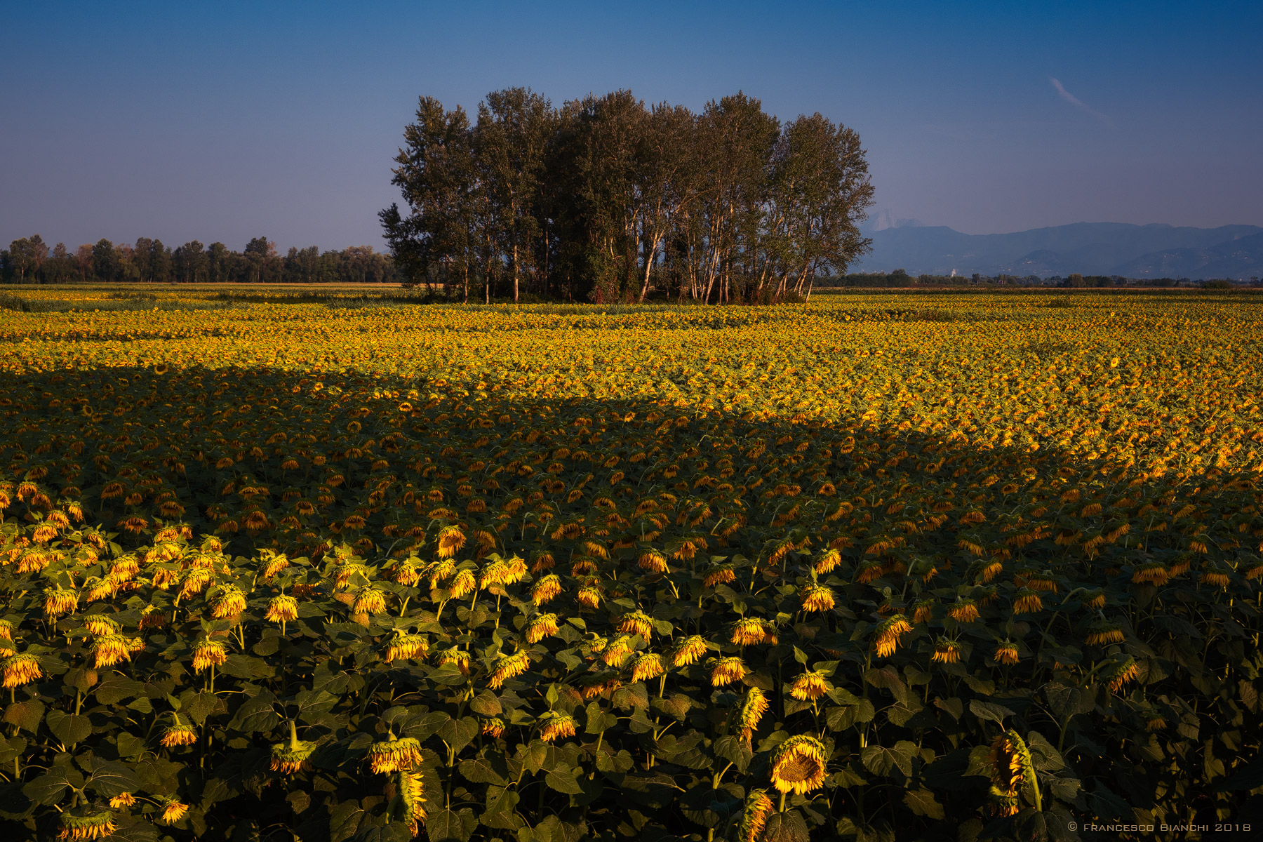 Sunflowers world...