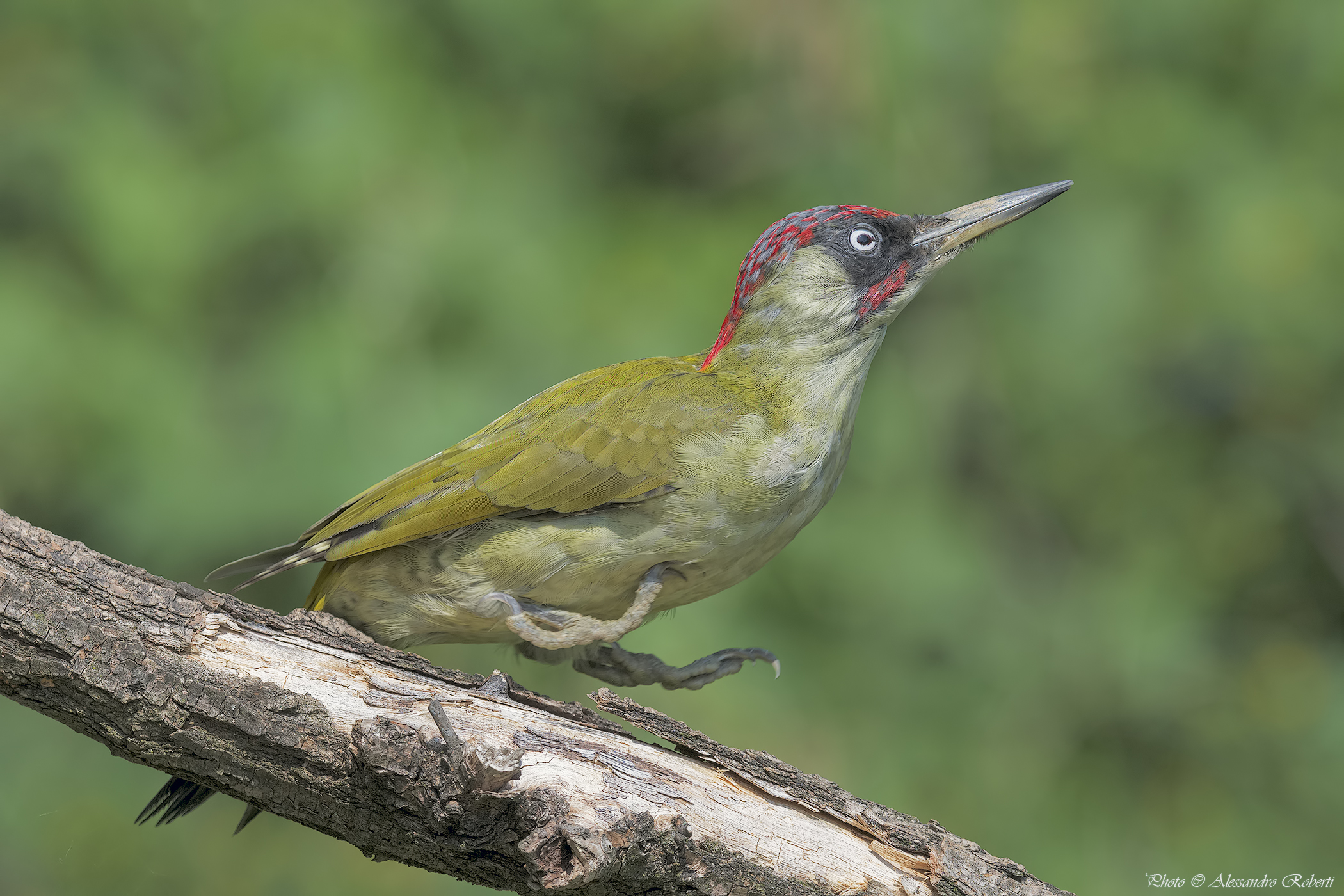 Male Green Woodpeckers...