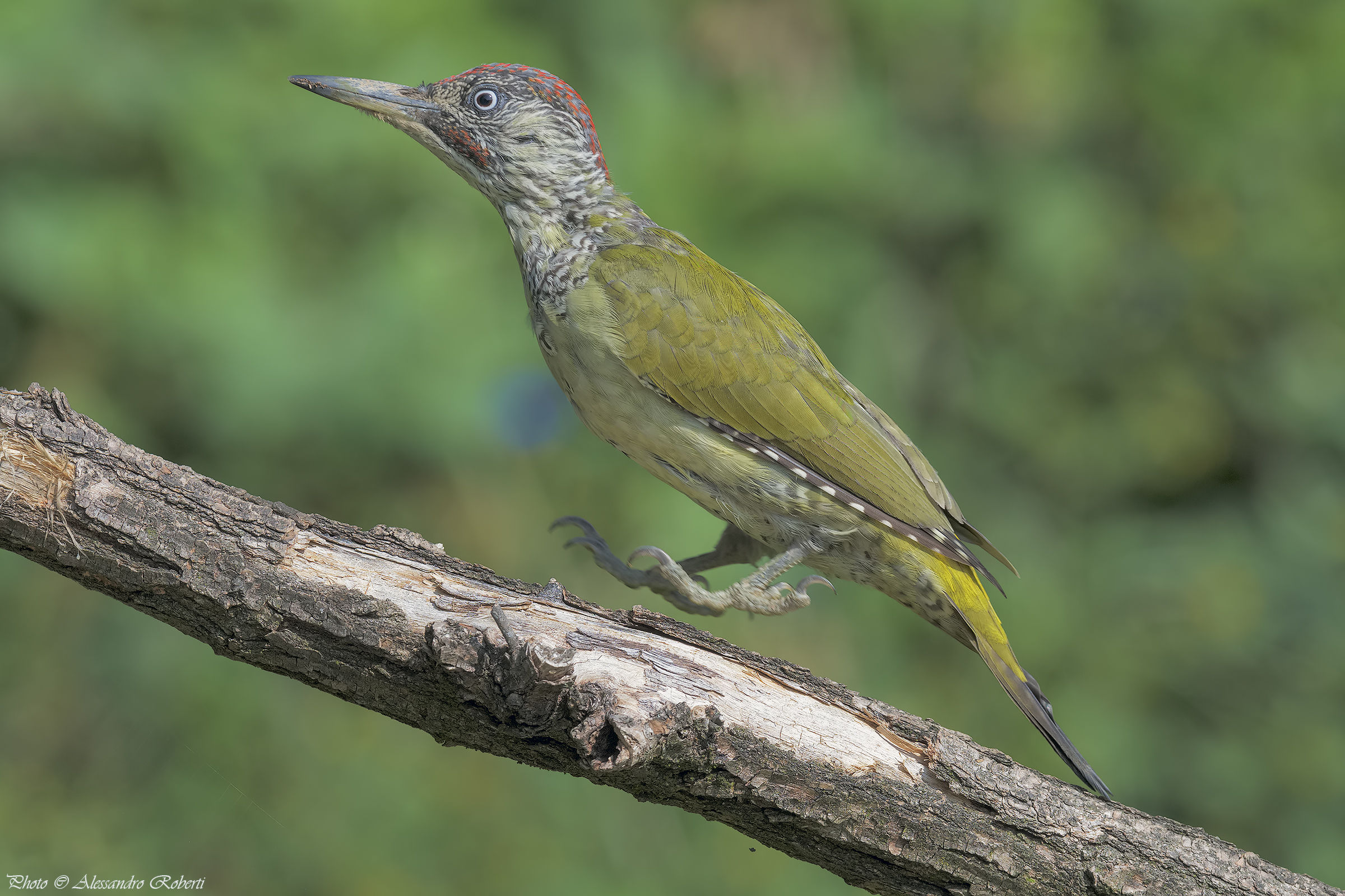 Young male Green Woodpeckers ...