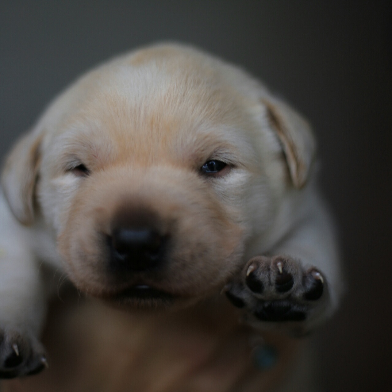 Labrador Puppy...