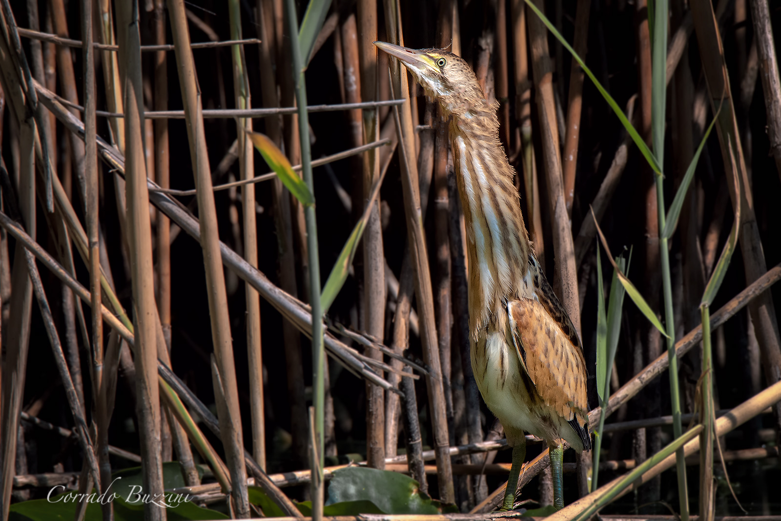 Young Bittern...