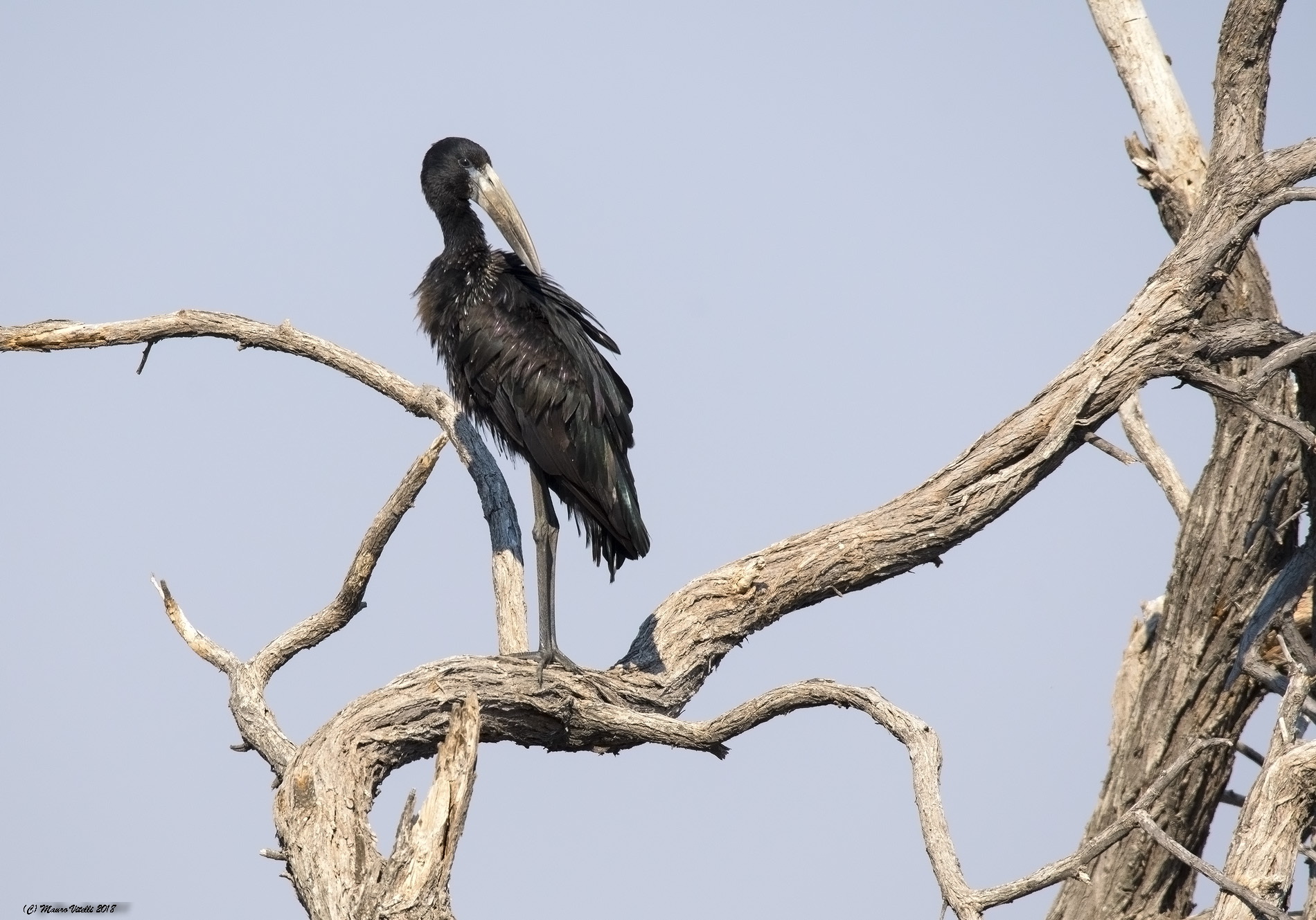 African Openbill (Anastomus Lamelligerus) South Africa...