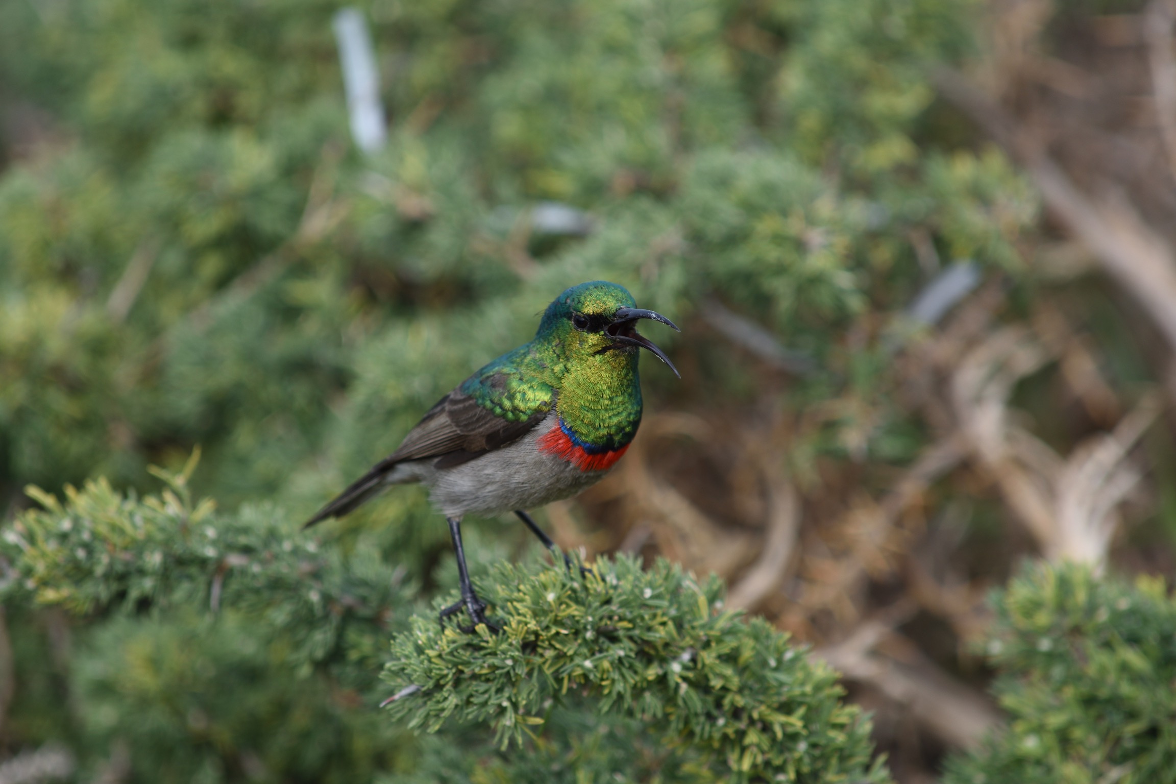 Sunbird Hermanus sudafrica...