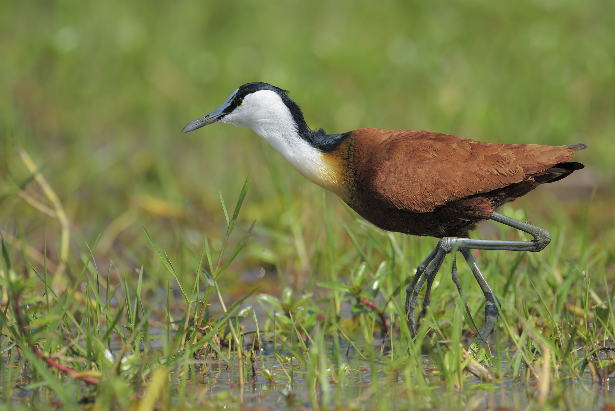 The firm of Jacana...