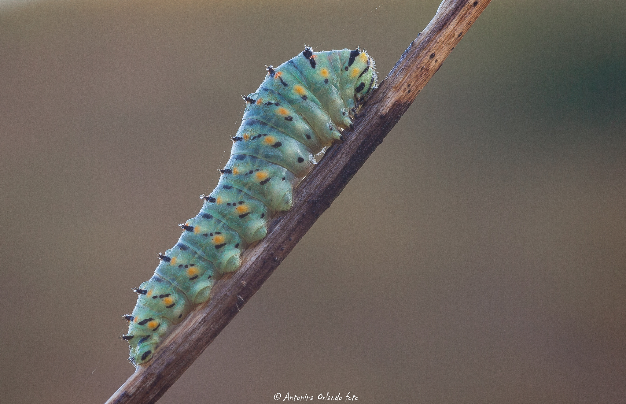 Macaone Caterpillar....