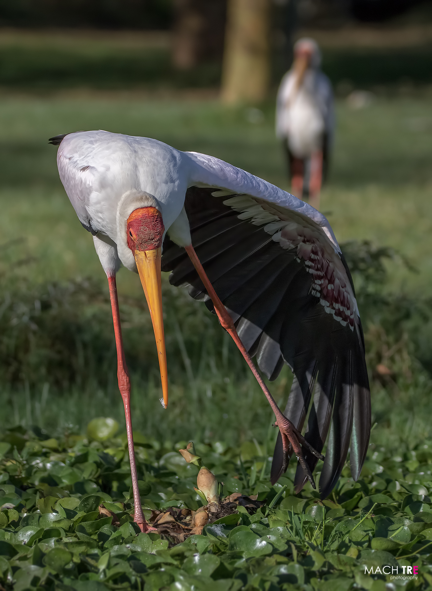 Tantalo beccogiallo (Mycteria ibis)...