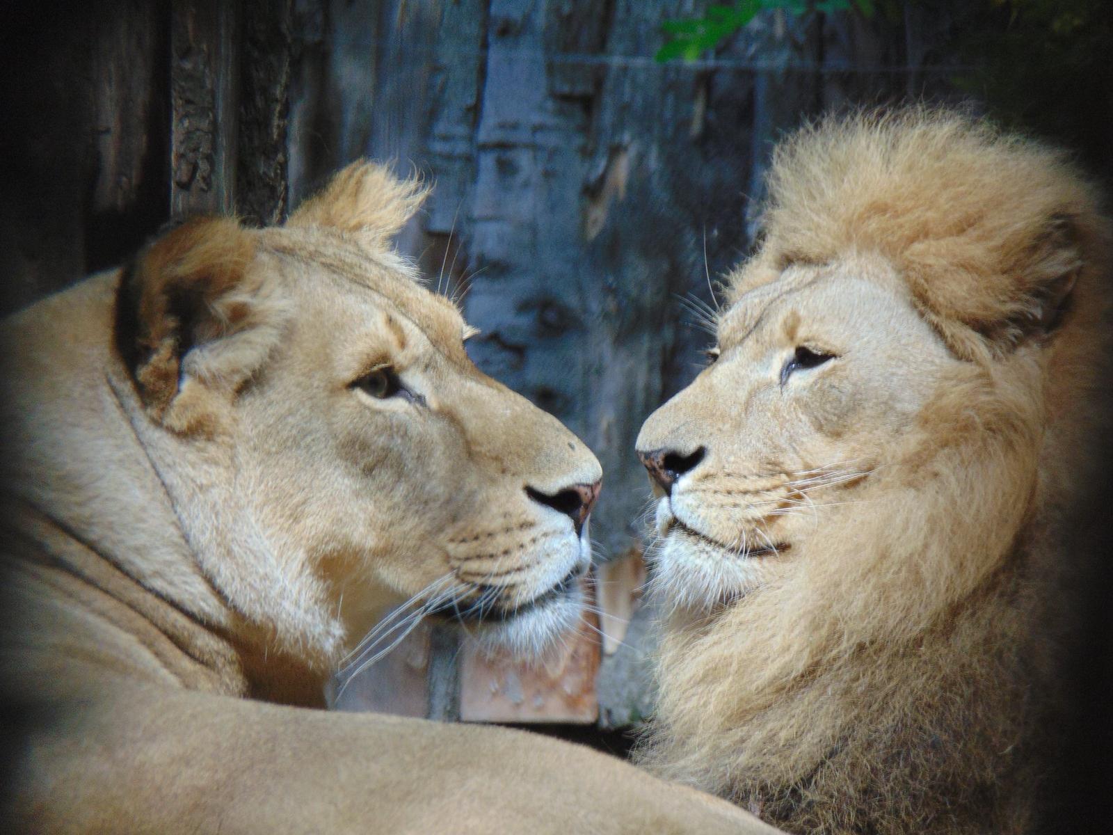 Lions, Zoo Di Pistoia...