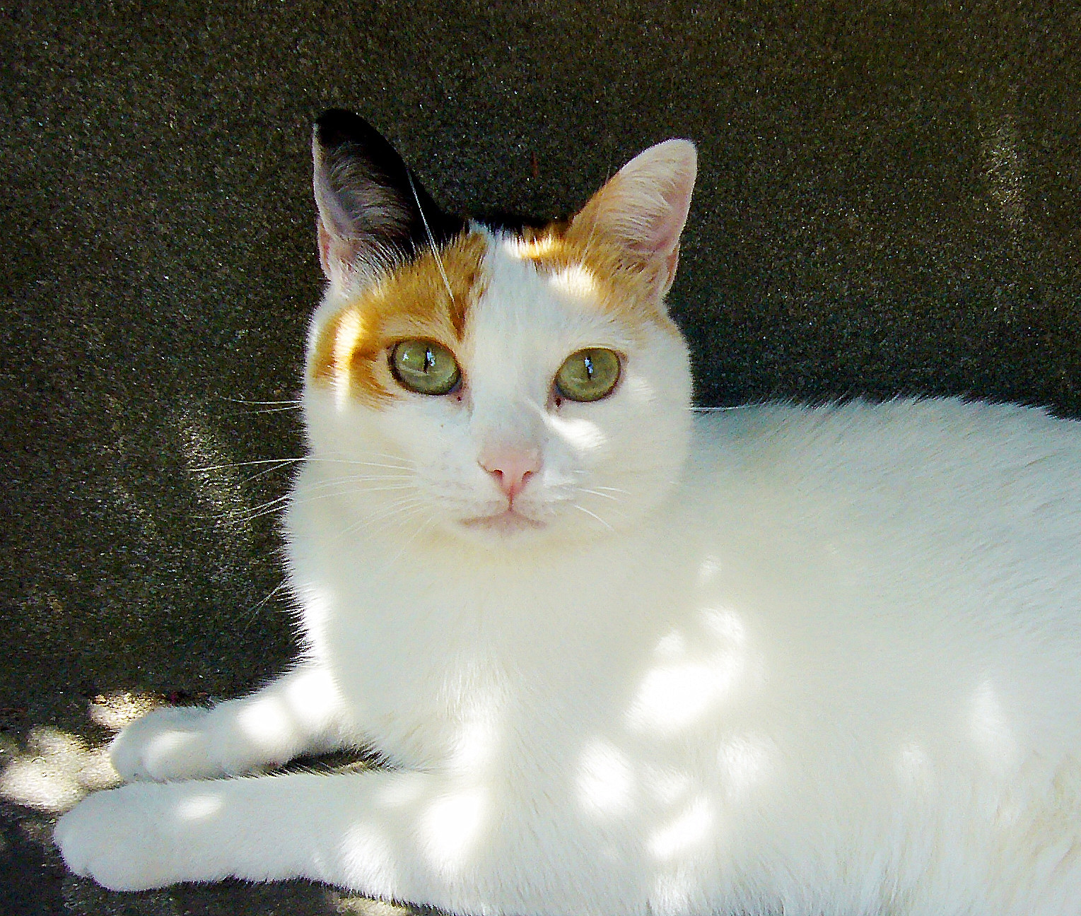 Mishi...