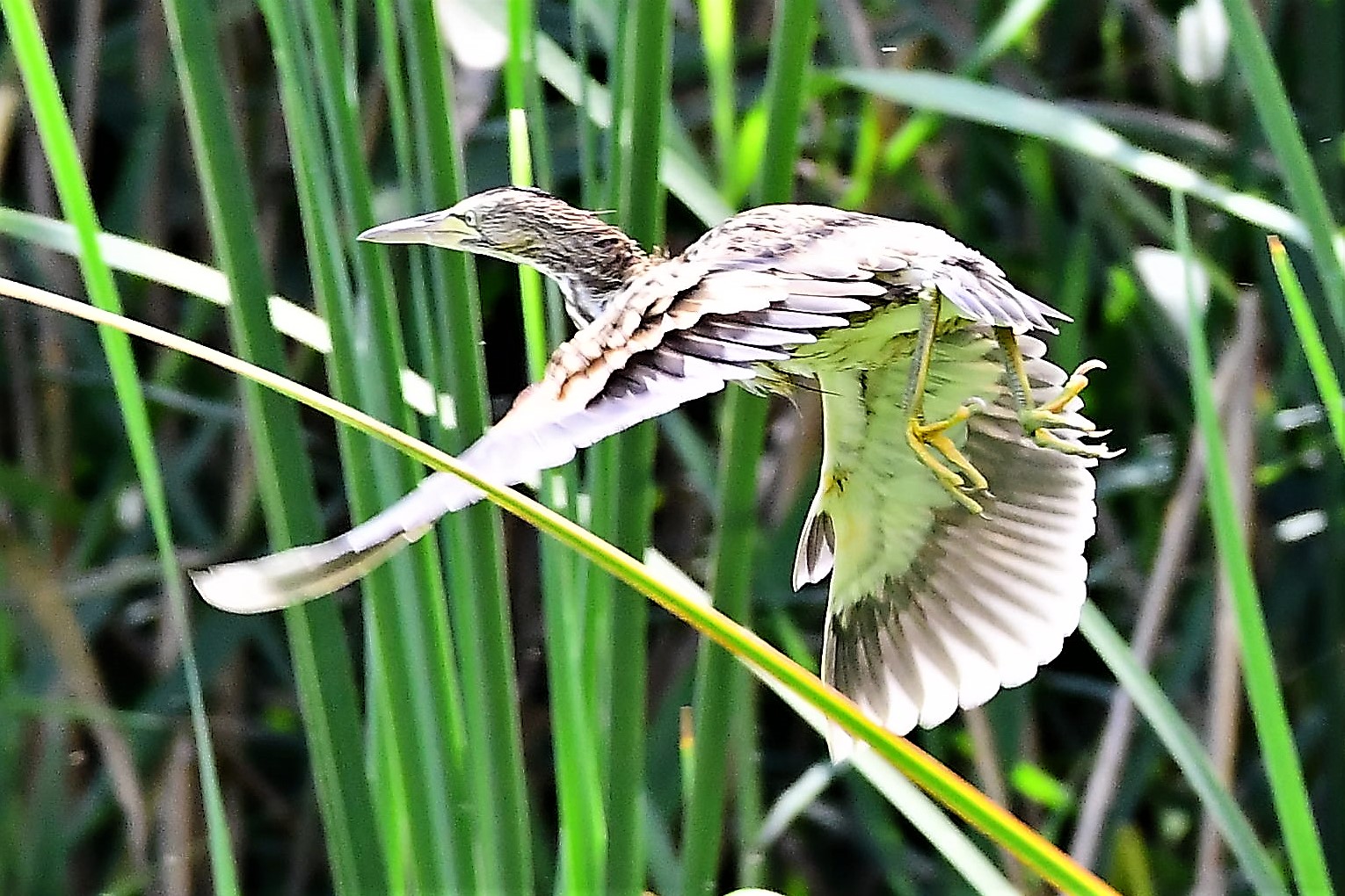Little Bittern...