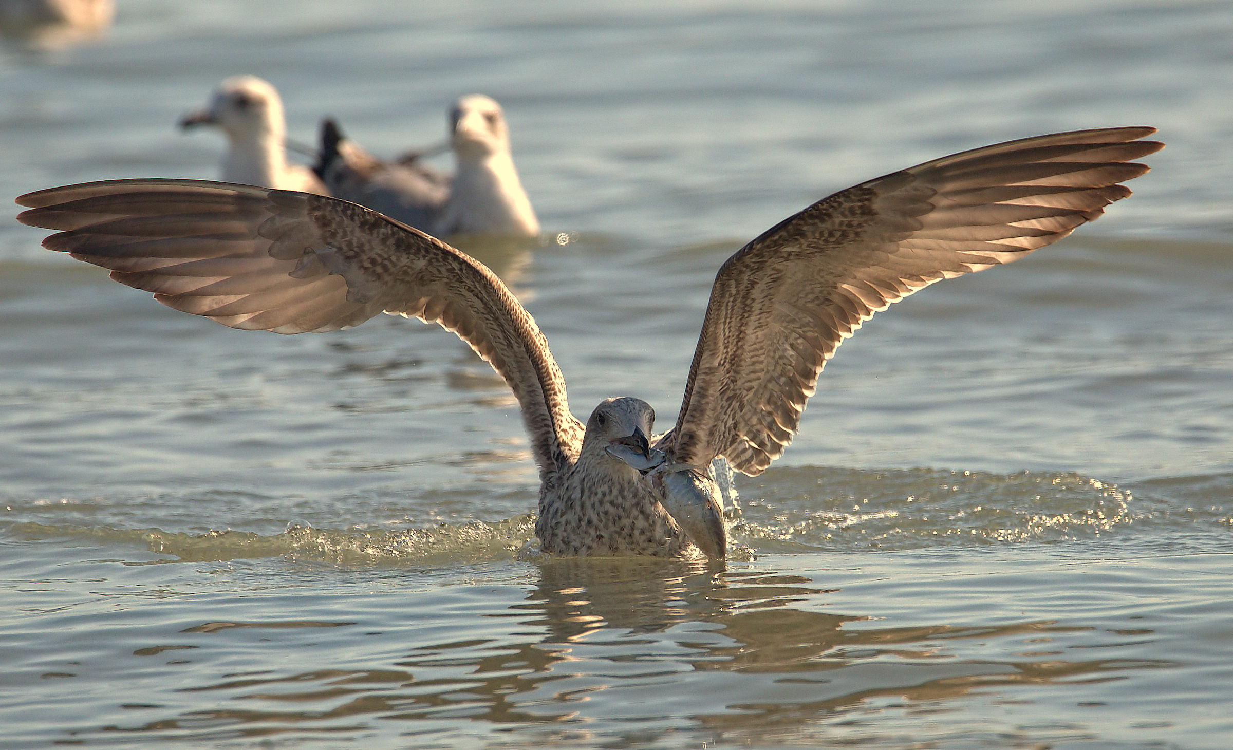 Royal Gull Juv...