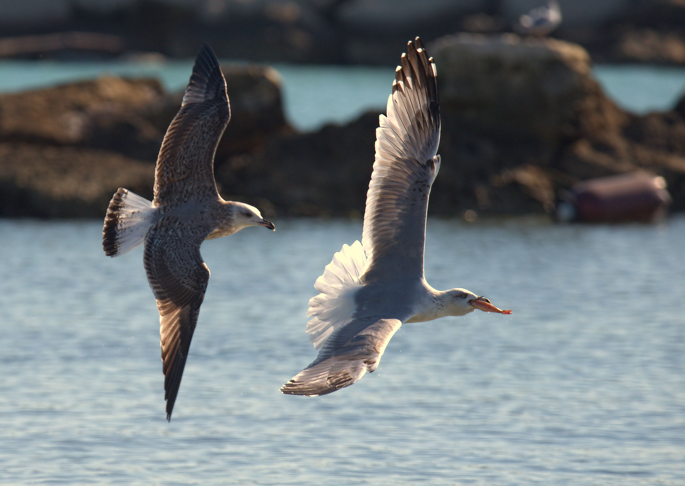 Real Seagull...