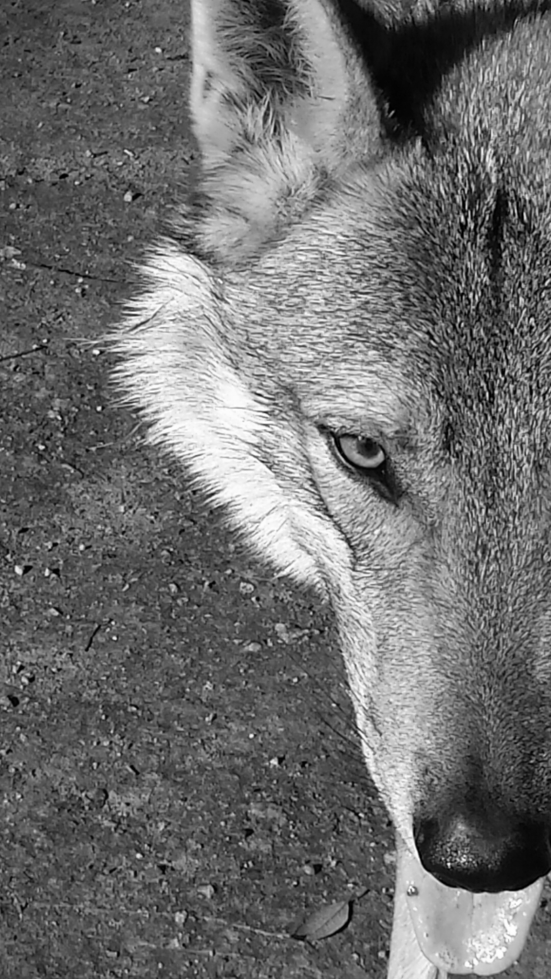 Czechoslovakian Wolf Dog...