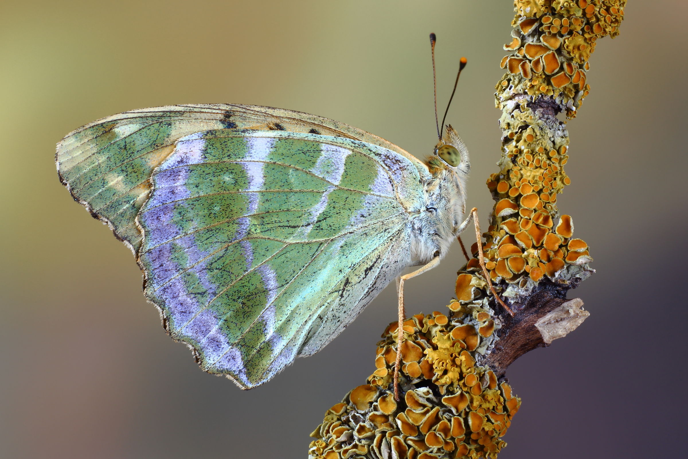 Argynnis...