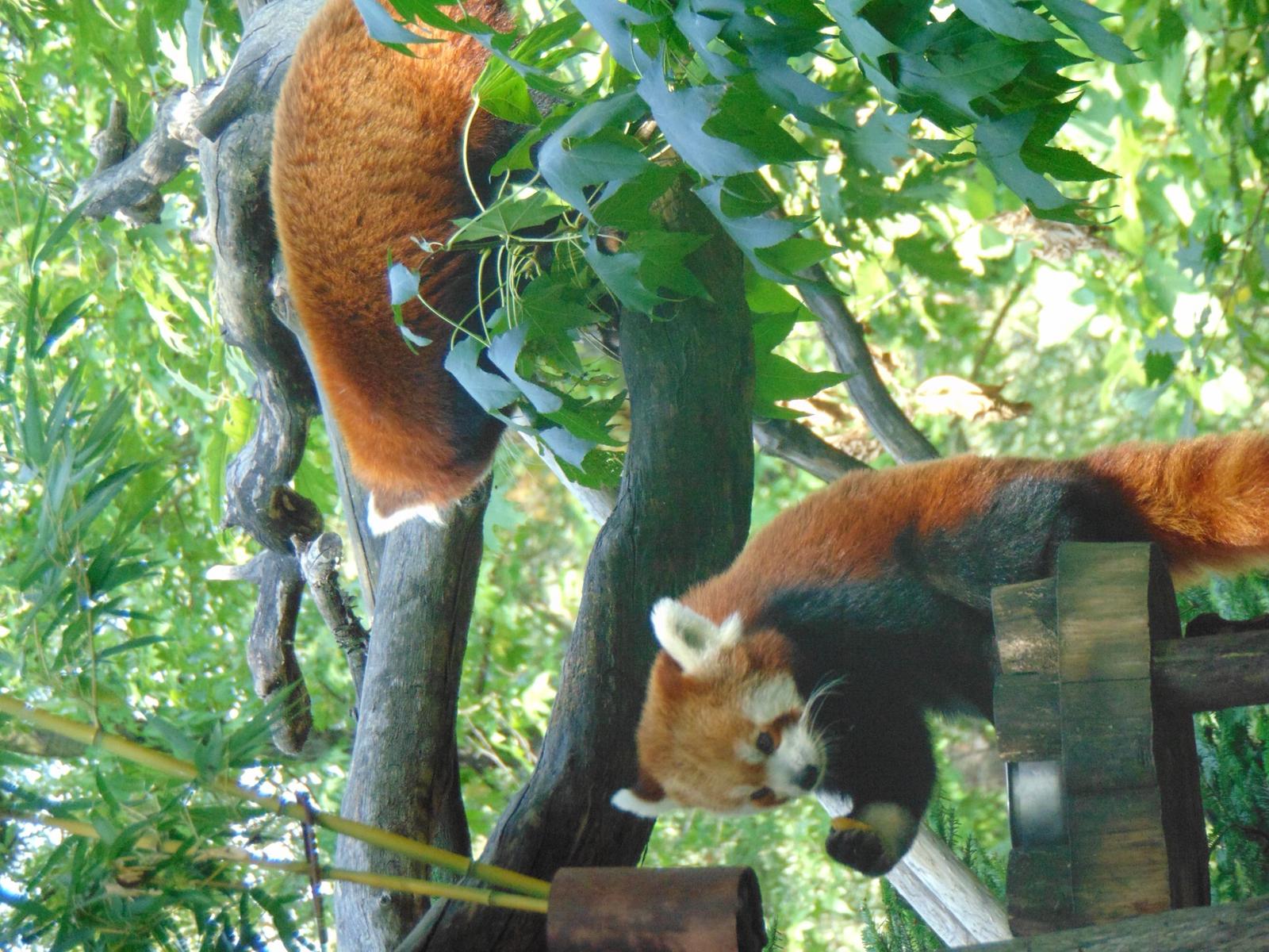Small red pandas, Pistoia Zoo...